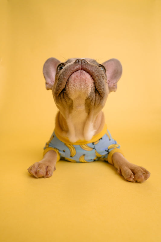 Dogs with picky-eating behaviour. Why this happens and how to resolve such behaviour. Chefs 4 Pets (www.c4p.gr).